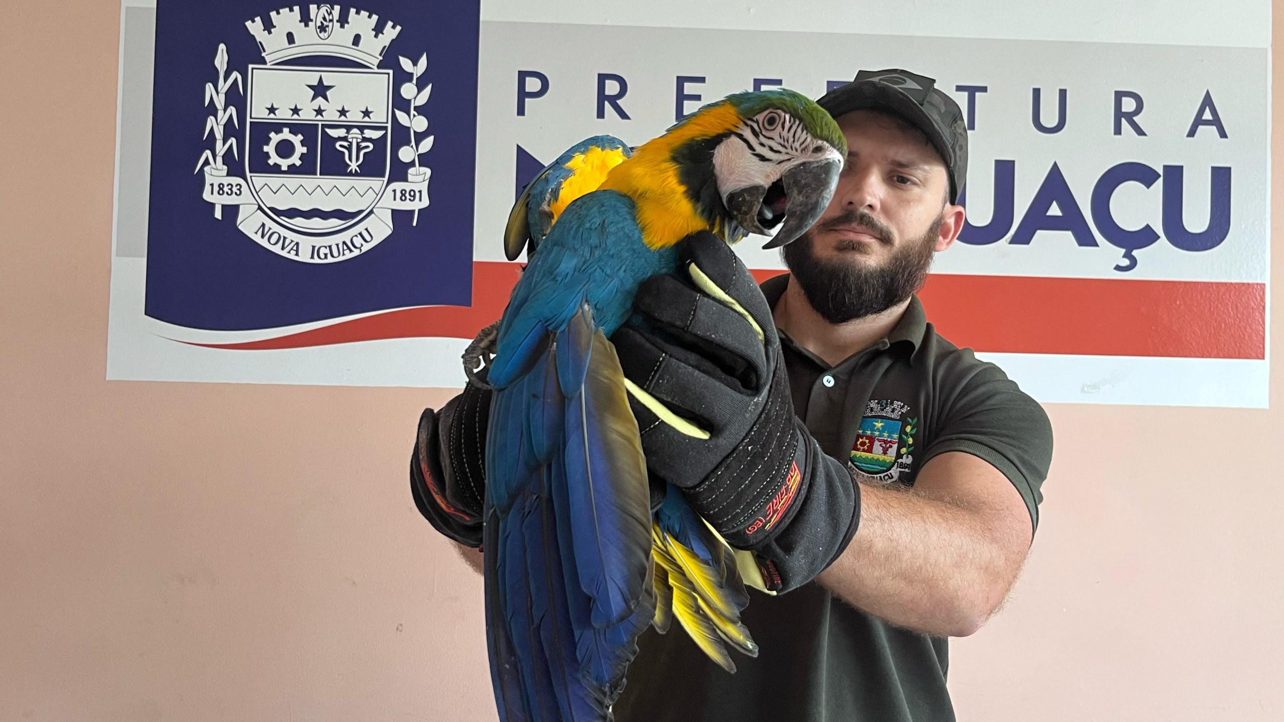 Guarda Municipal Ambiental de Nova Iguaçu resgata arara-canindé e jiboia